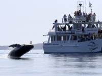 Go whale watching at Jervis Bay, Huskisson, at the end of your cycle trip