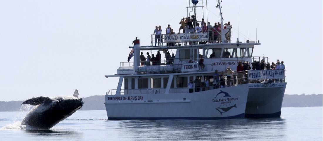 Go whale watching at Jervis Bay, Huskisson, at the end of your cycle trip