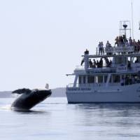 Go whale watching at Jervis Bay, Huskisson, at the end of your cycle trip