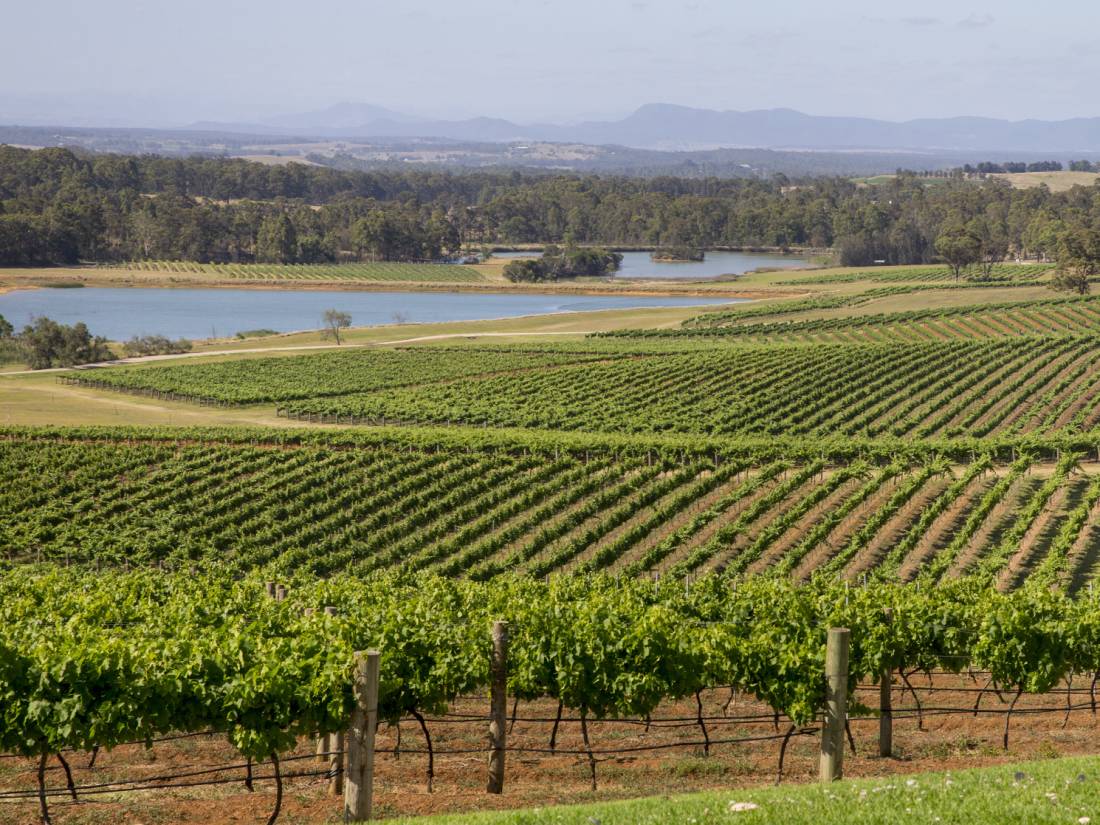 Scenic view of Audrey Wilkinson Vineyard, Pokolbin |  <i>Destination NSW</i>