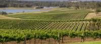 Scenic view of Audrey Wilkinson Vineyard, Pokolbin | Destination NSW