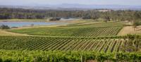 Scenic view of Audrey Wilkinson Vineyard, Pokolbin | Destination NSW