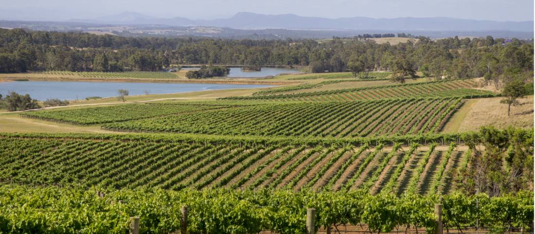 Scenic view of Audrey Wilkinson Vineyard, Pokolbin |  <i>Destination NSW</i>