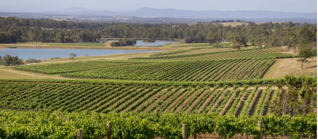 Scenic view of Audrey Wilkinson Vineyard, Pokolbin |  <i>Destination NSW</i>