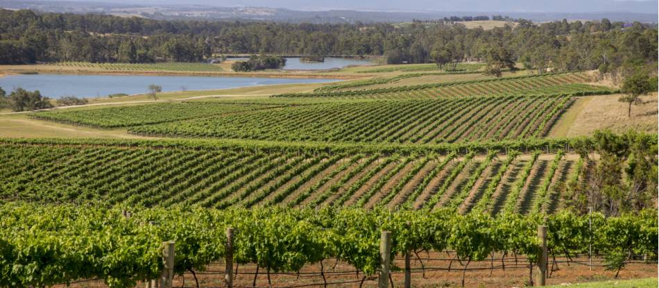 Scenic view of Audrey Wilkinson Vineyard, Pokolbin |  <i>Destination NSW</i>