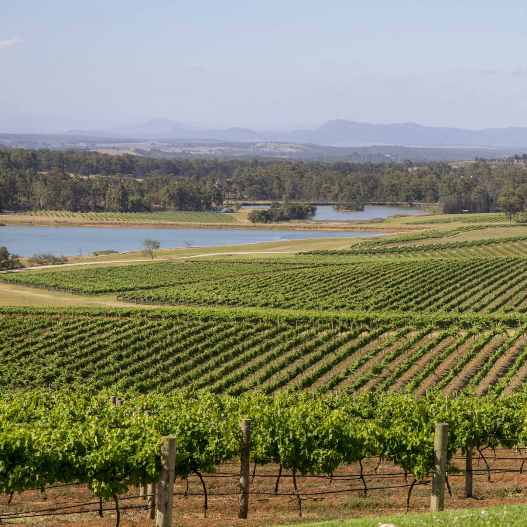 Scenic view of Audrey Wilkinson Vineyard, Pokolbin | Destination NSW
