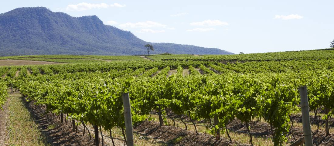 Cycle past the scenic vineyards near Pokolbin in the Hunter Valley |  <i>Destination NSW</i>