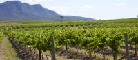 Cycle past the scenic vineyards near Pokolbin in the Hunter Valley | Destination NSW