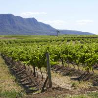 Cycle past the scenic vineyards near Pokolbin in the Hunter Valley | Destination NSW
