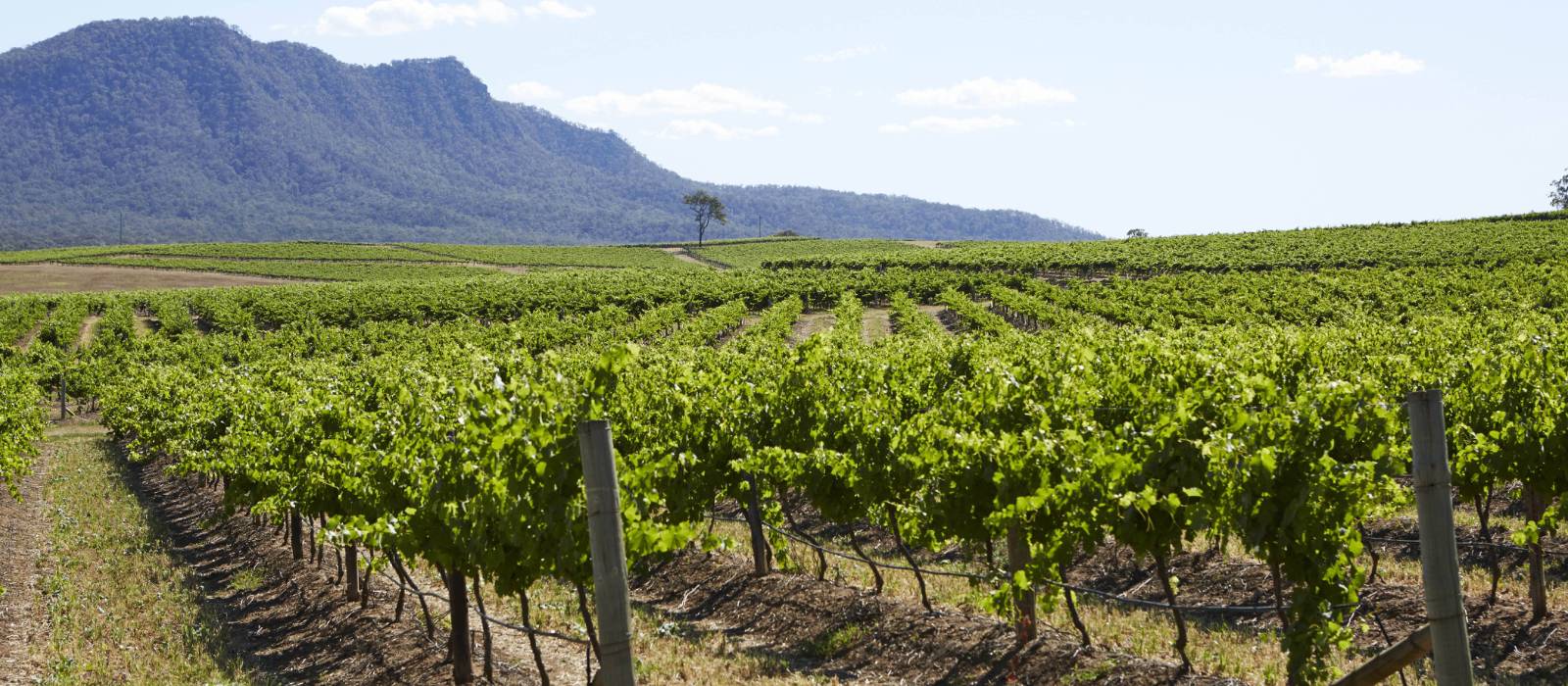 Cycle past the scenic vineyards near Pokolbin in the Hunter Valley | Destination NSW