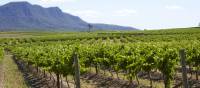 Cycle past the scenic vineyards near Pokolbin in the Hunter Valley | Destination NSW