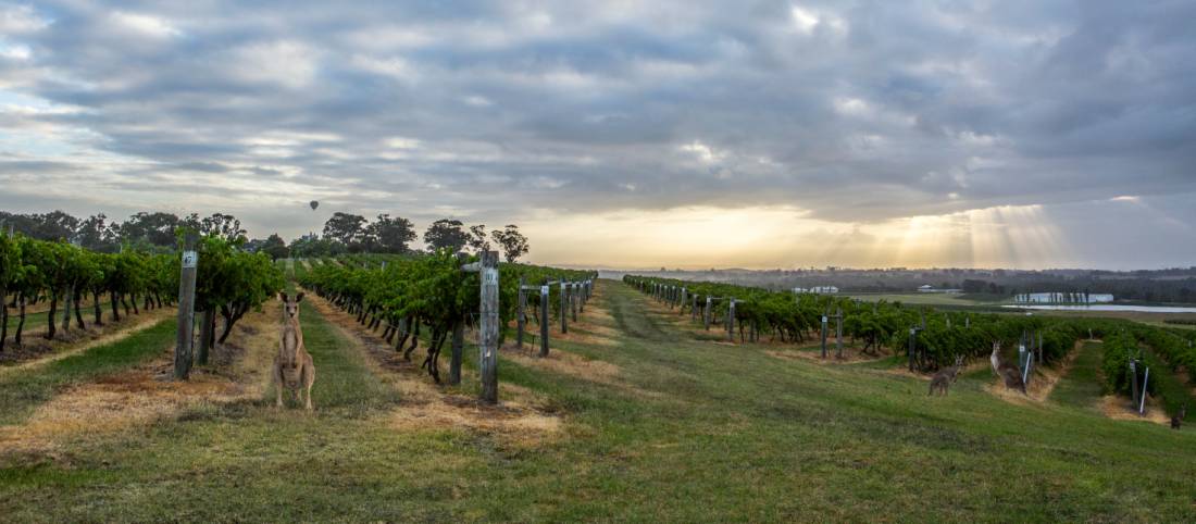Hang out with the locals at Hermitage Road Cellars |  <i>Destination NSW</i>