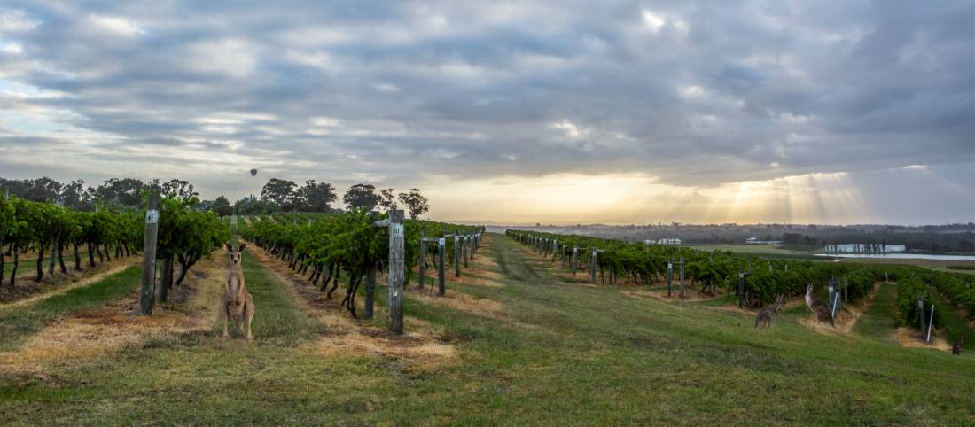 Hang out with the locals at Hermitage Road Cellars |  <i>Destination NSW</i>