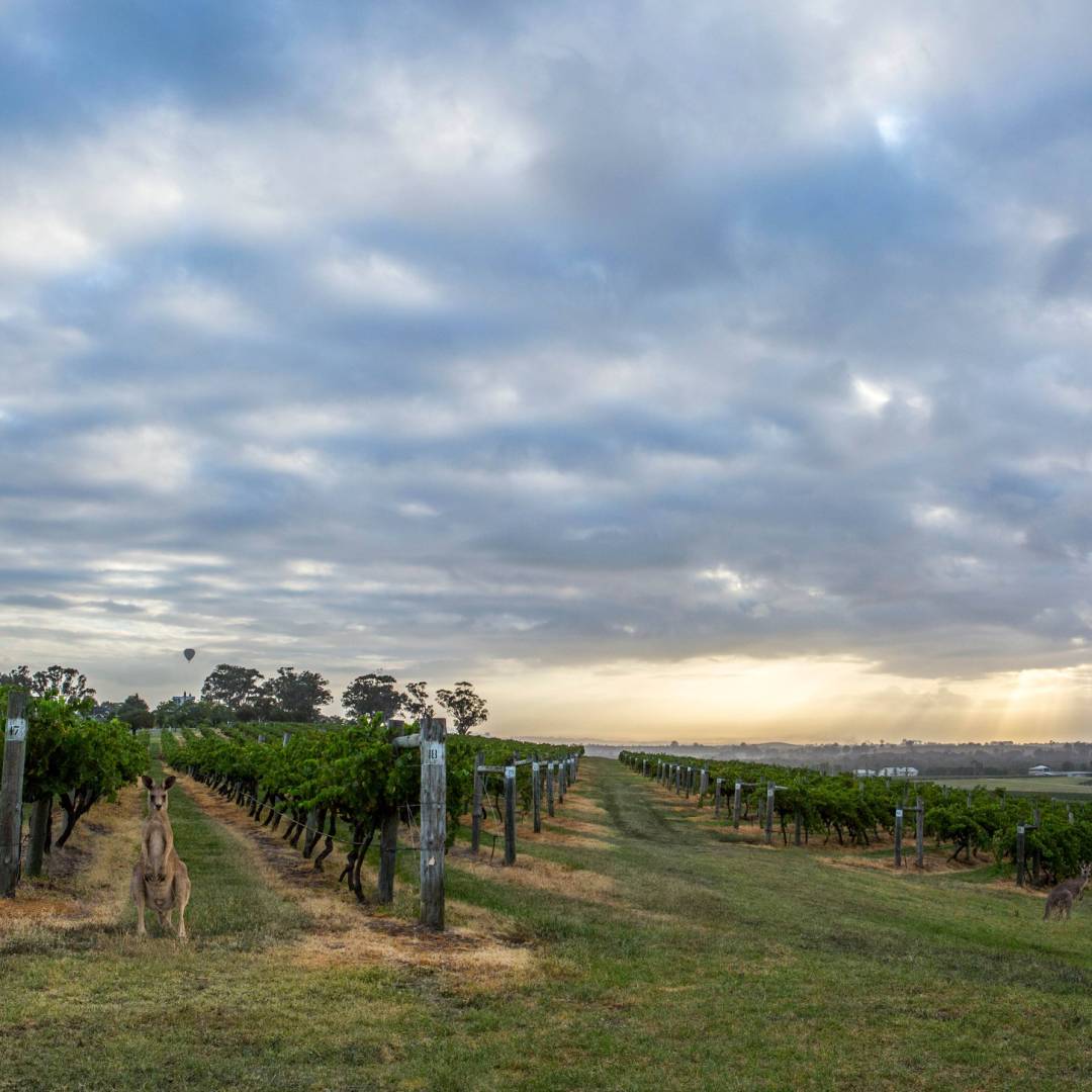 Hang out with the locals at Hermitage Road Cellars | Destination NSW