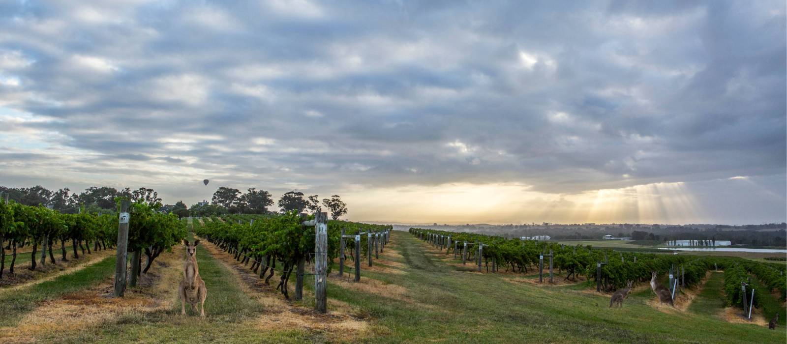 Hang out with the locals at Hermitage Road Cellars | Destination NSW