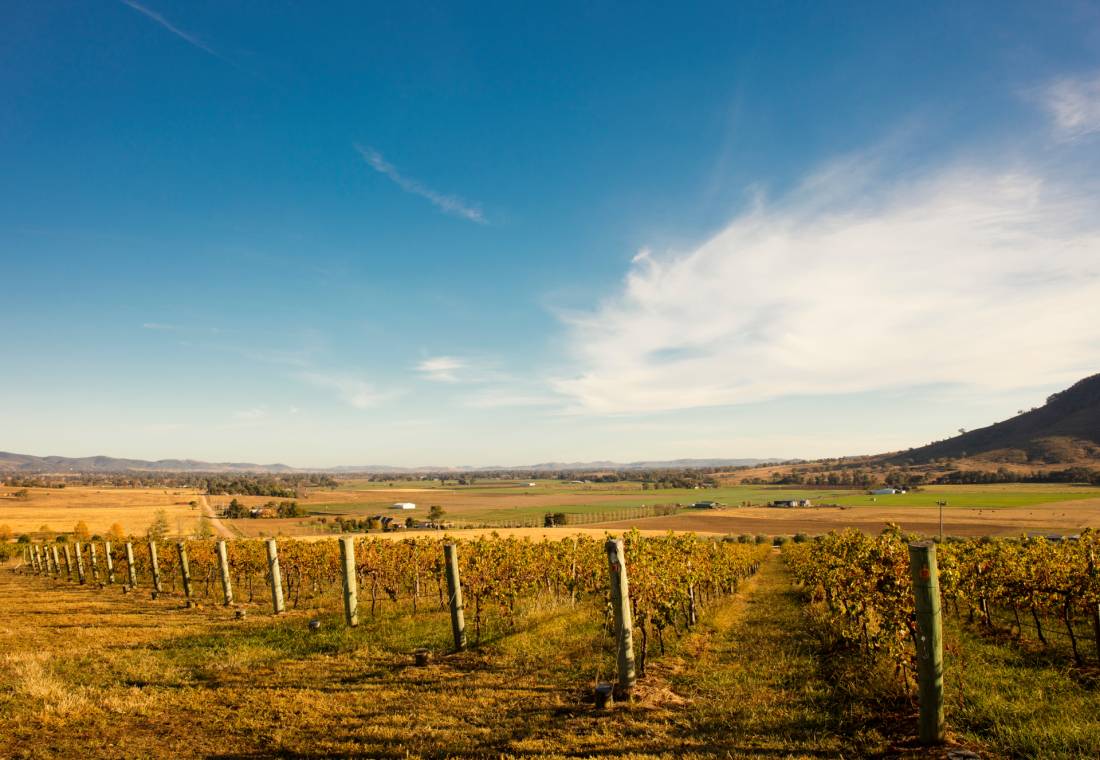 Cycle past rural vineyards in Mudgee |  <i>Destination NSW</i>