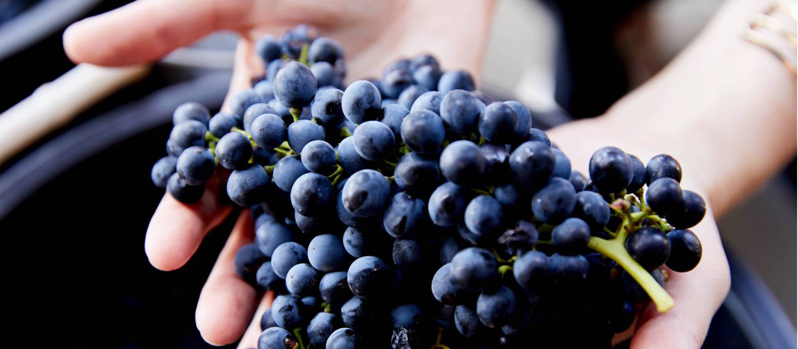 Learn more about the wine making process when visiting Pokolbin in the Hunter Valley | Destination NSW