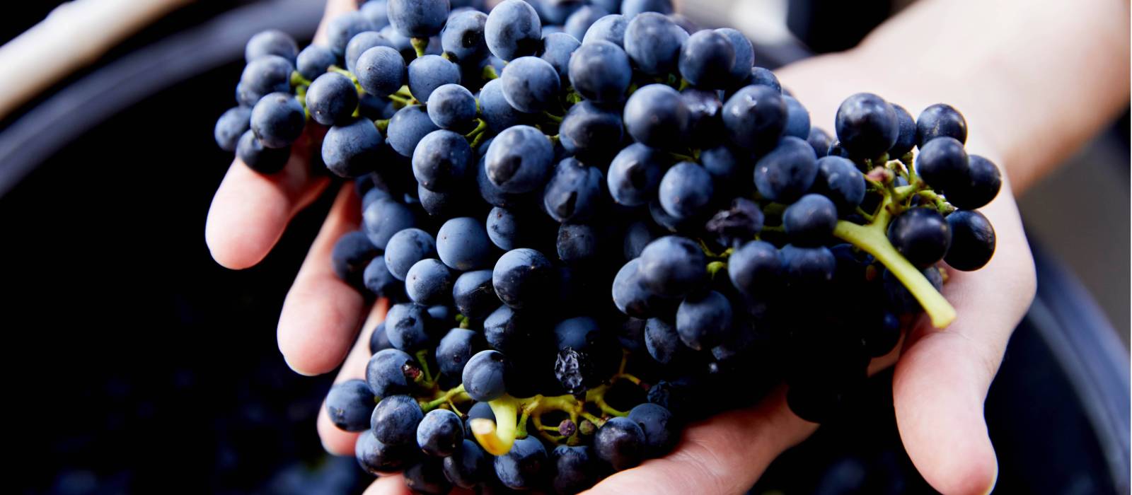 Learn more about the wine making process when visiting Pokolbin in the Hunter Valley | Destination NSW