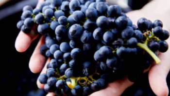 Learn more about the wine making process when visiting Pokolbin in the Hunter Valley | Destination NSW