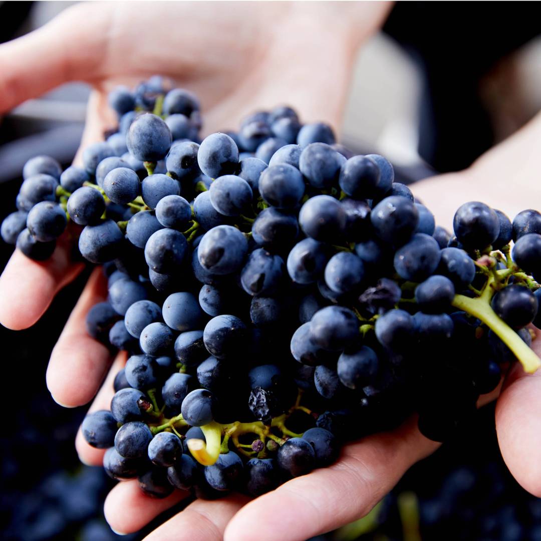 Learn more about the wine making process when visiting Pokolbin in the Hunter Valley | Destination NSW