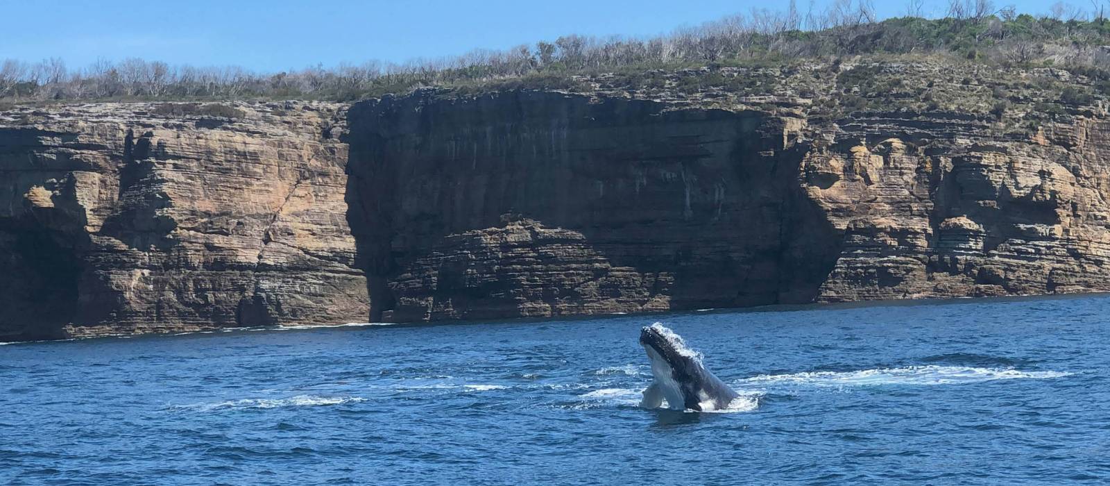 Baby humpback whale breaching off Jervis Bay | Kate Baker