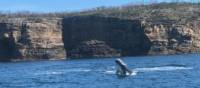 Baby humpback whale breaching off Jervis Bay | Kate Baker