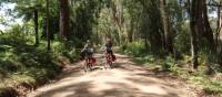 Beautiful forest lines the road to the Belmore Falls | Kate Baker