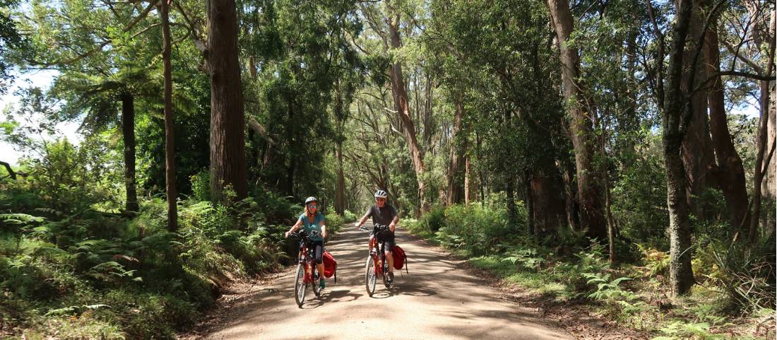 Beautiful forest lines the road to the Belmore Falls |  <i>Kate Baker</i>