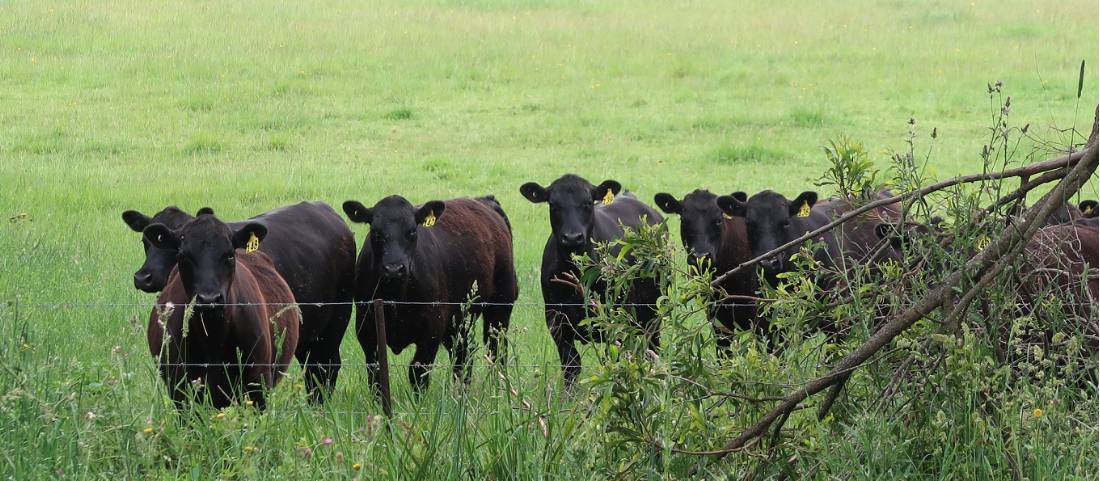 Cows curious about cyclists outside Robertson |  <i>Kate Baker</i>