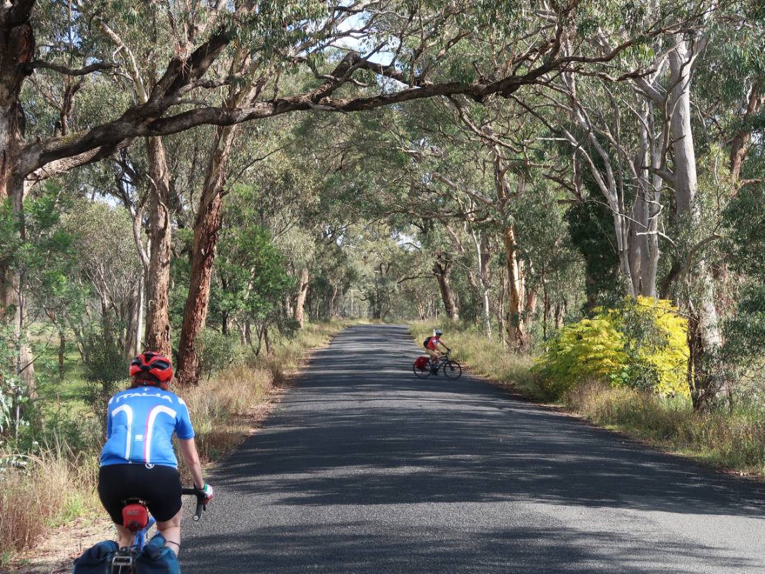 Cycling along a shaded road on the Capertee Valley Cycle |  <i>Ross Baker</i>