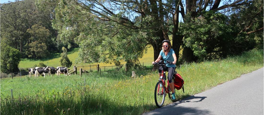 Cycling past fields with cows grazing in the Southern Highlands |  <i>Kate Baker</i>