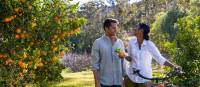 Cycling through orchards in the Hunter Valley