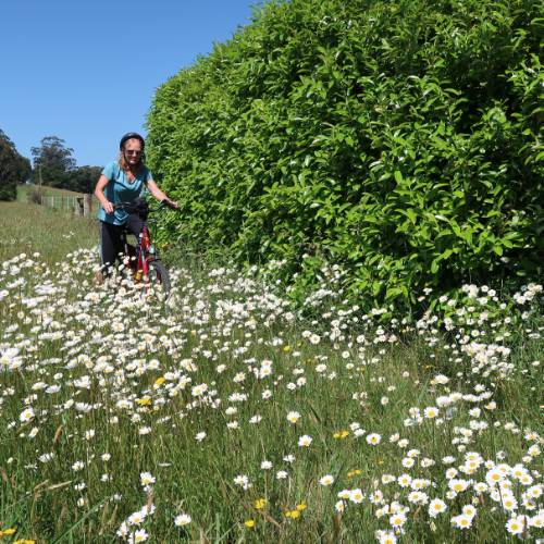 Cycling through spring flowers in the Southern Highlands
