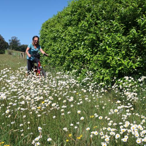 Cycling through spring flowers in the Southern Highlands