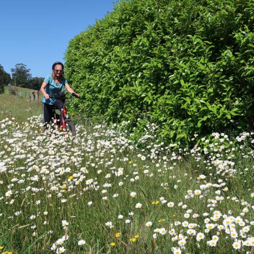 Cycling through spring flowers in the Southern Highlands