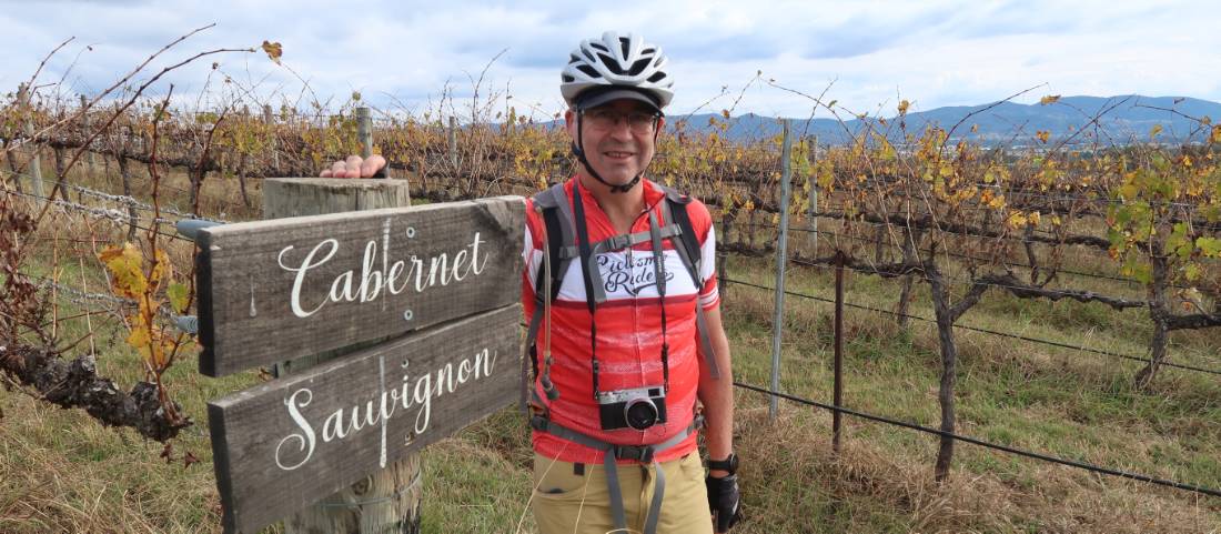 Cyclist in the Cabernet Sauvignon vines at a vineyard in Mudgee |  <i>Ross Baker</i>
