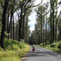 Cyclist pedaling past the forest regrown after the Myrtle Mountain fires | Ross Baker