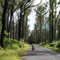 Cyclist pedaling past the forest regrown after the Myrtle Mountain fires | Ross Baker