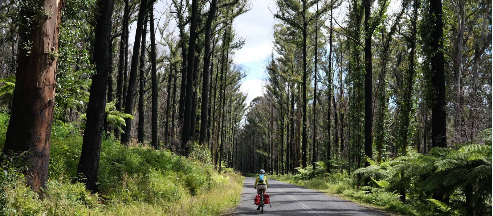Cyclist pedaling past the forest regrown after the Myrtle Mountain fires | Ross Baker
