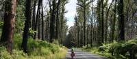 Cyclist pedaling past the forest regrown after the Myrtle Mountain fires | Ross Baker