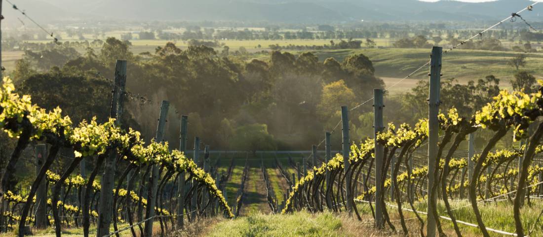 Vineyards near Mudgee |  <i>Mudgee Region Tourism</i>