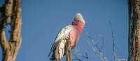 Galah | Tim Charody