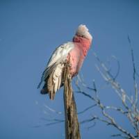 Galah | Tim Charody