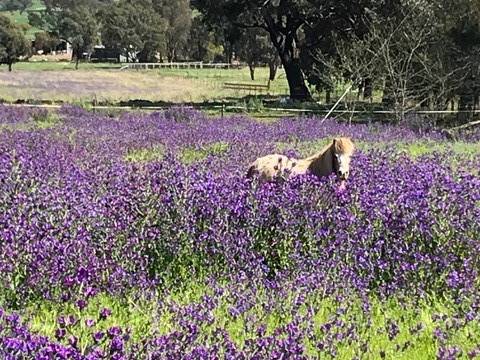 Horse frolicking in Mudgee |  <i>Samantha Spencer</i>