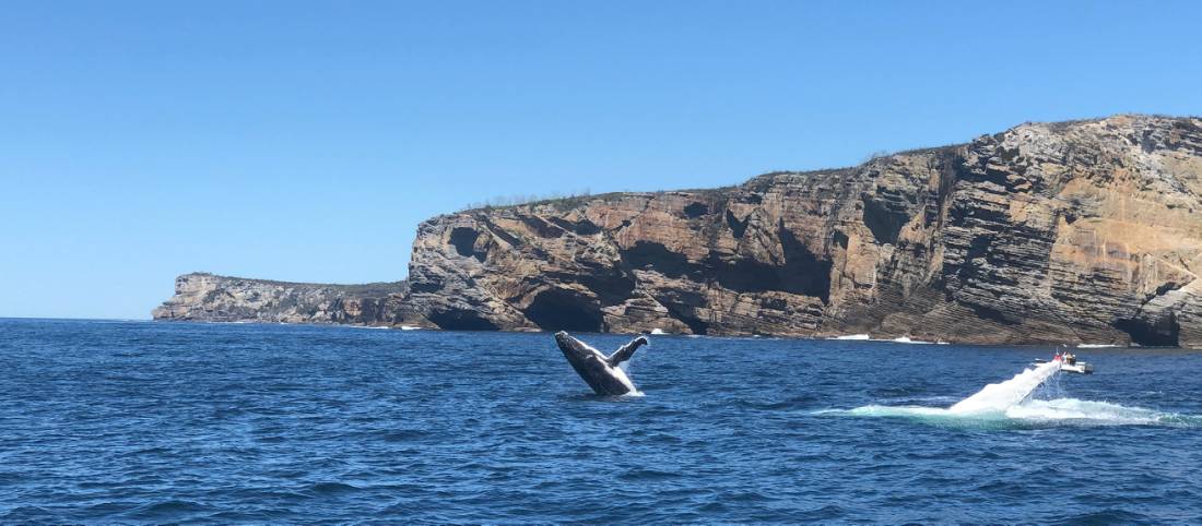 Humpback whales breaching off Jervis Bay |  <i>Kate Baker</i>