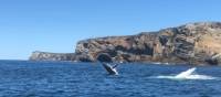 Humpback whales breaching off Jervis Bay | Kate Baker