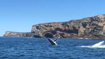 Humpback whales breaching off Jervis Bay | Kate Baker