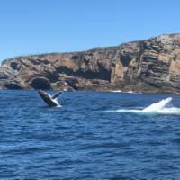 Humpback whales breaching off Jervis Bay | Kate Baker