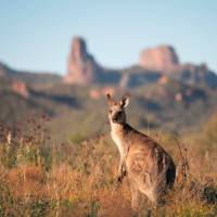 Kangaroo soaking up the morning sun at Warrumbungle National Park, near Coonabarabran. | Destination NSW