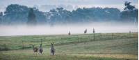 Kangaroos in the midst near Mudgee